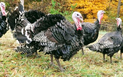 Why Buy a Local, Pasture-Raised Turkey?